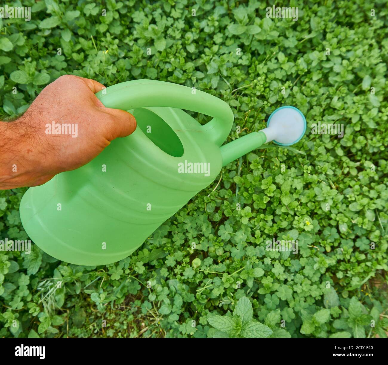 Hobby giardinaggio in serra Foto Stock