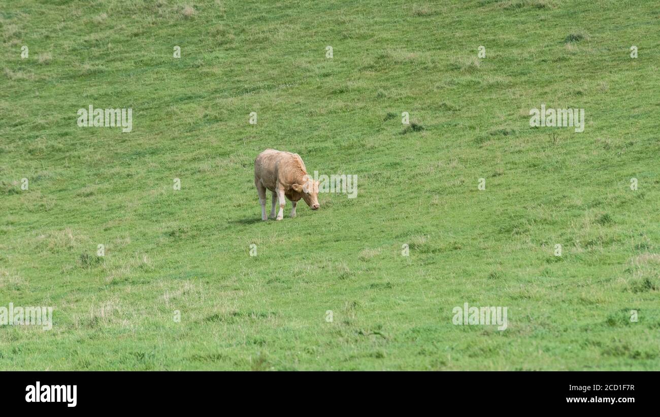 Formato campo 16:9. Mucca di colore marrone / bestiame che pascolano in pascolo. Per l'industria zootecnica del Regno Unito, l'allevamento, le mucche, le razze bovine del Regno Unito, la carne bovina britannica. Foto Stock