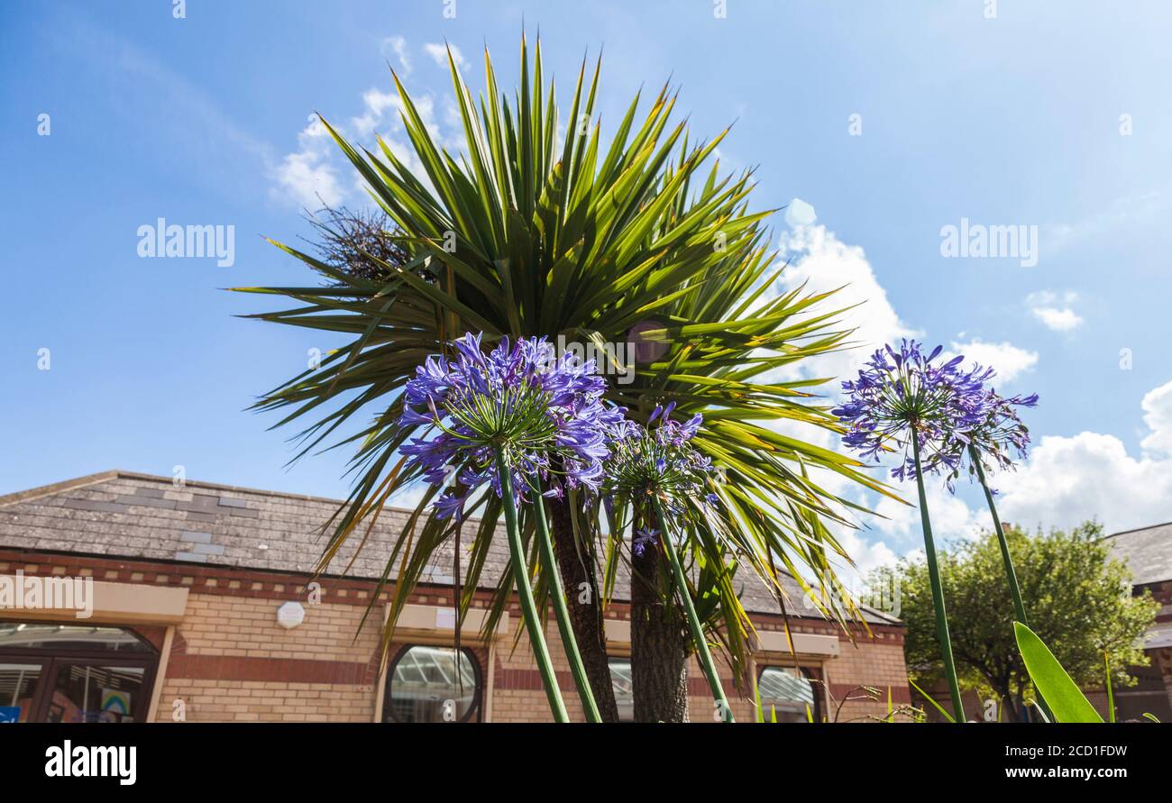 Grande pianta di cactus e fiori viola a Saltburn vicino al Sea, North Yorkshire, Inghilterra, Regno Unito Foto Stock