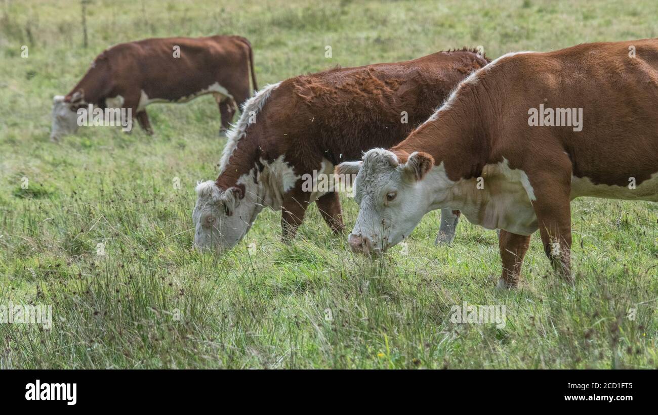 Formato campo 16:9. Hereford bestiame pascolo in pascolo. Per l'industria zootecnica del Regno Unito, l'allevamento, le mucche, le razze bovine del Regno Unito, la carne bovina britannica. Foto Stock