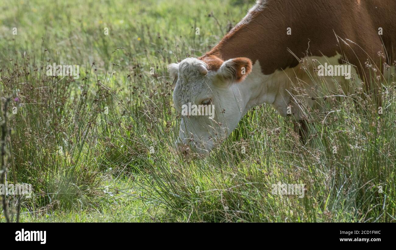 Formato campo 16:9. Hereford bestiame pascolo in pascolo. Per l'industria zootecnica del Regno Unito, l'allevamento, le mucche, le razze bovine del Regno Unito, la carne bovina britannica. Foto Stock