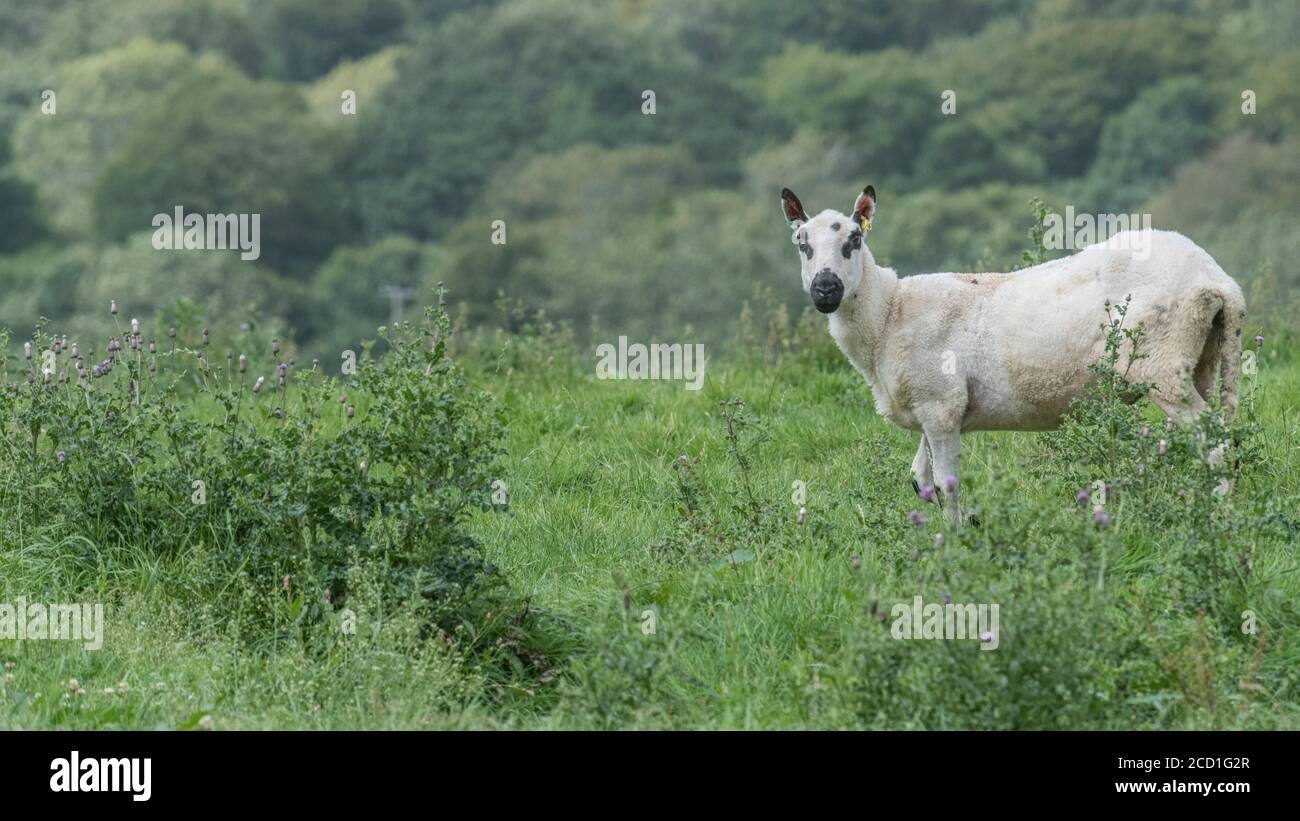 Formato campo 16:9. Pecora singola che guarda la macchina fotografica. Per l'allevamento di ovini nel Regno Unito, l'industria zootecnica del Regno Unito, l'aspetto del pastore, le pecore nei vestiti del lupo. Foto Stock