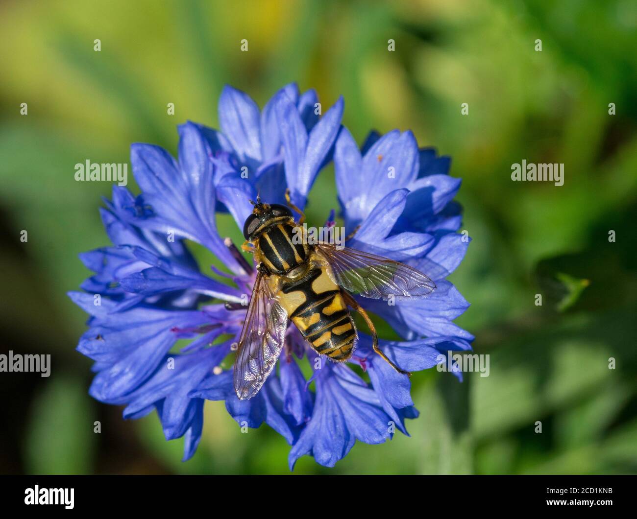 Alimentazione a mosca sul nettare di un fiore di mais blu Foto Stock
