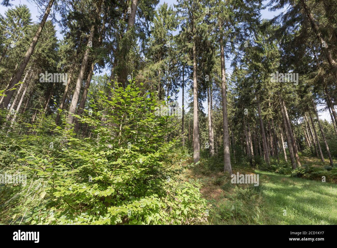 giovane faggio in bosco di conifere Foto Stock