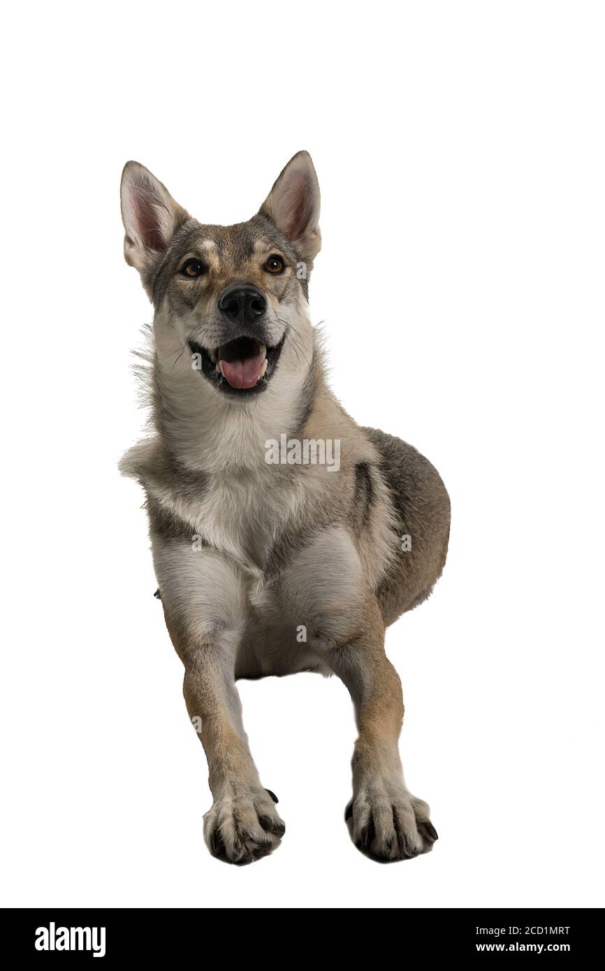 Un cane ibrido tamaskan femmina giacente isolato su sfondo bianco guardando in alto Foto Stock