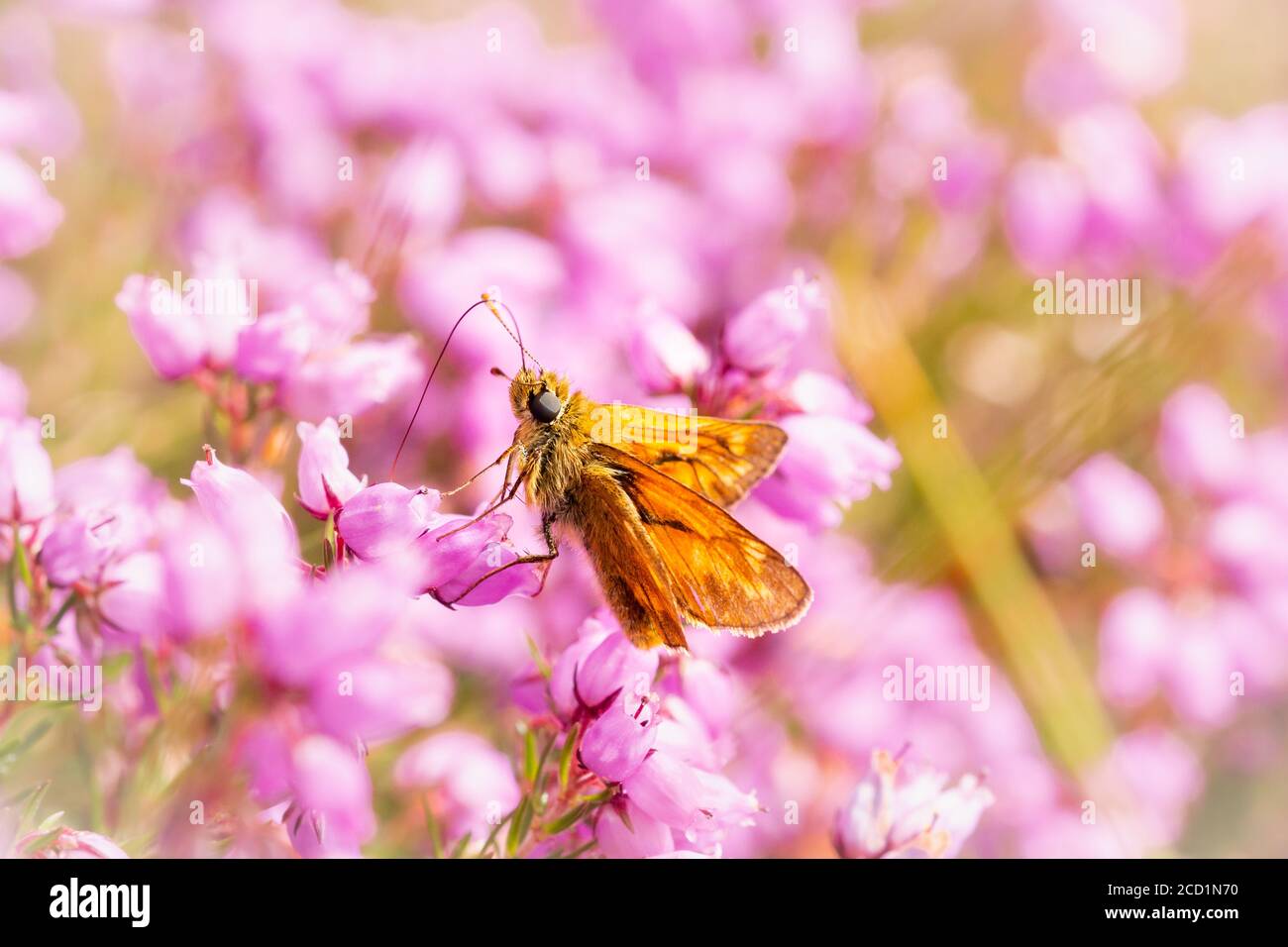 Una grande farfalla skipper (Ochlodes sylvanus) Si trova sulla soleggiata erica sulla costa del Norfolk Foto Stock