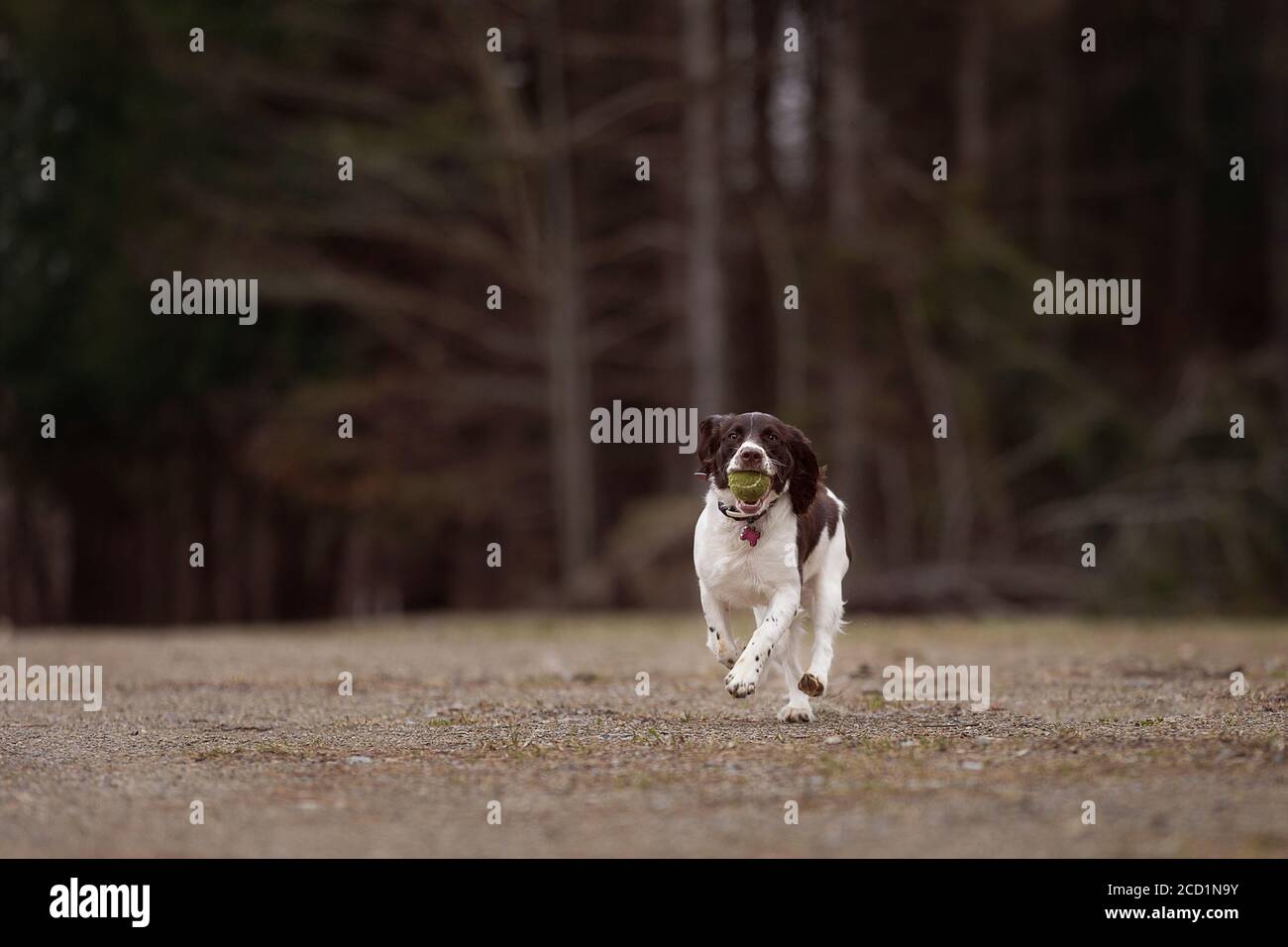 Dog Playing Fetch Foto Stock