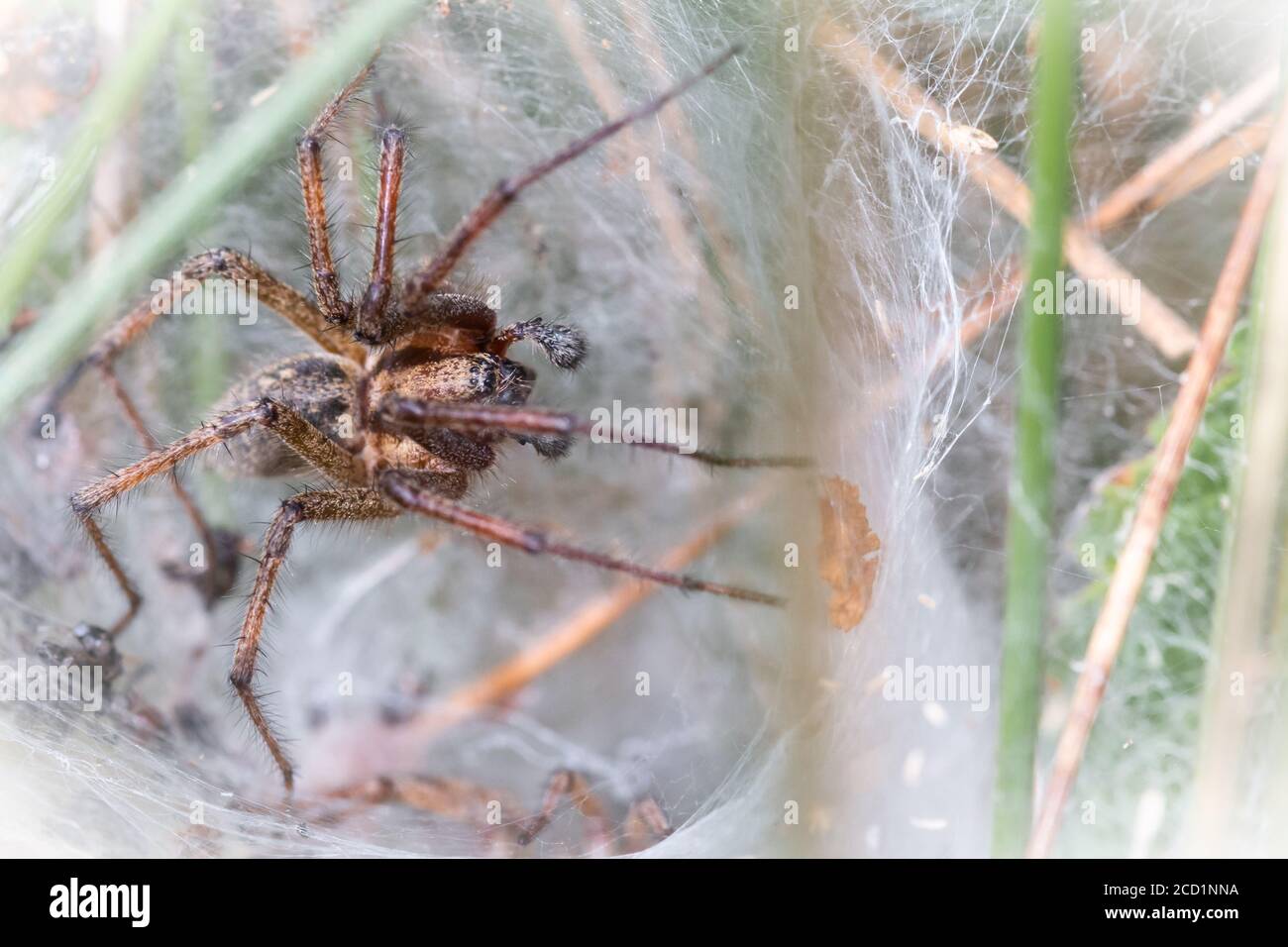 Il ragno labirinto maschile (Agelena labirintica) siede all'entrata del tunnel dove una femmina si agguanata sotto Foto Stock