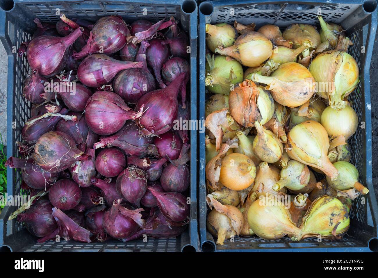 Cipolle appena raccolte in una scatola di plastica sul terreno Foto Stock