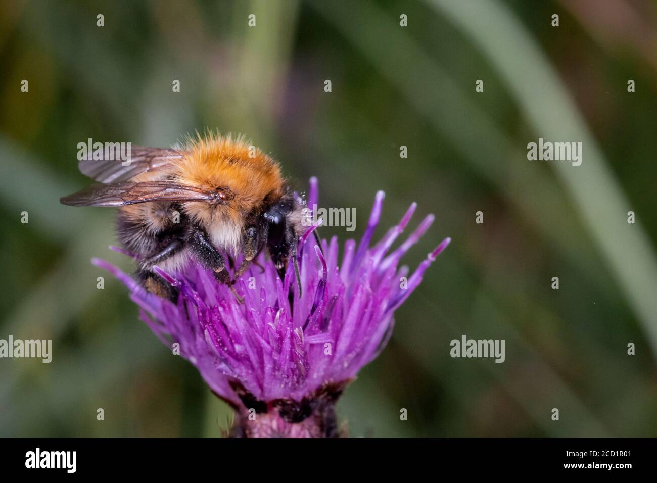 Un bumblebee di colore arancione si nutre del nettare fresco di Il fiore di porpora in un comune di Norfolk Foto Stock