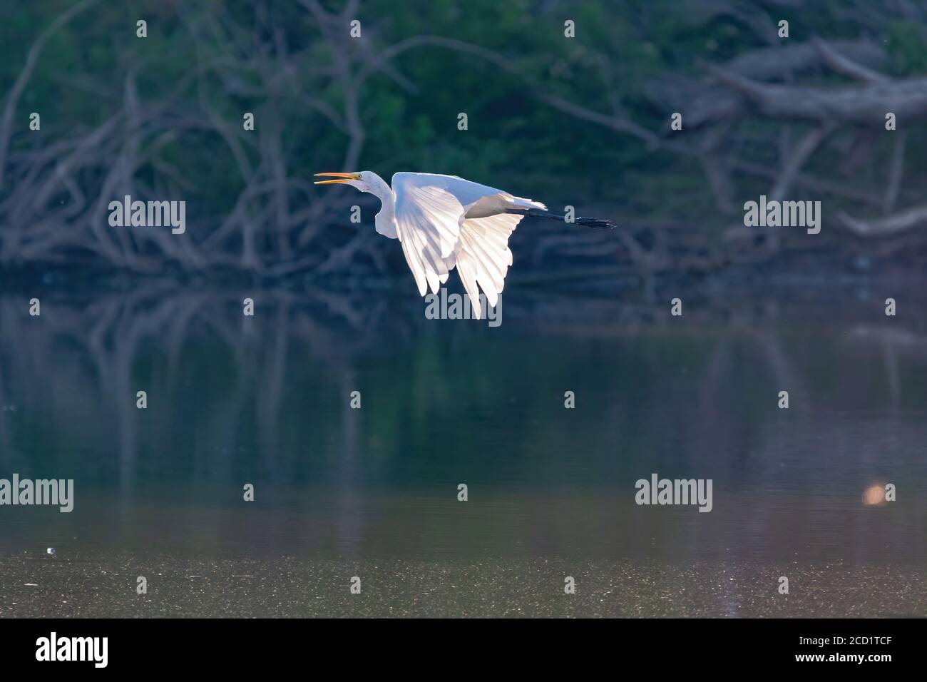 Un Grande Egret Bianco che sorvola una riva del lago coperta di rami e radici con la luce solare che splende attraverso le piume delle sue ali. Foto Stock