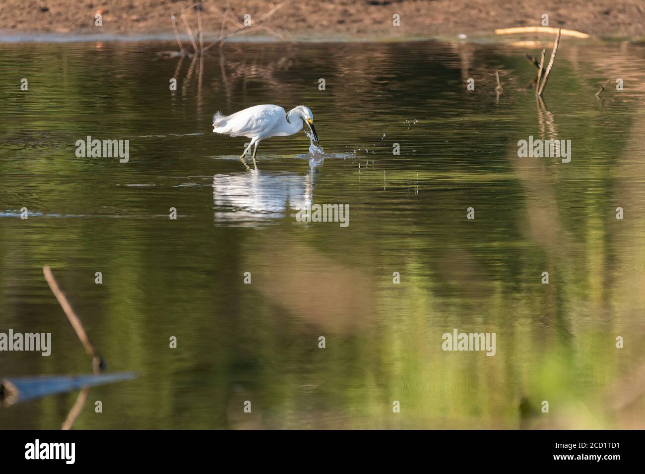 Snow Egret Wading in acque poco profonde vicino a una riva del lago e la creazione di un tuffo come afferra un piccolo minnow con il suo becco per il cibo. Foto Stock