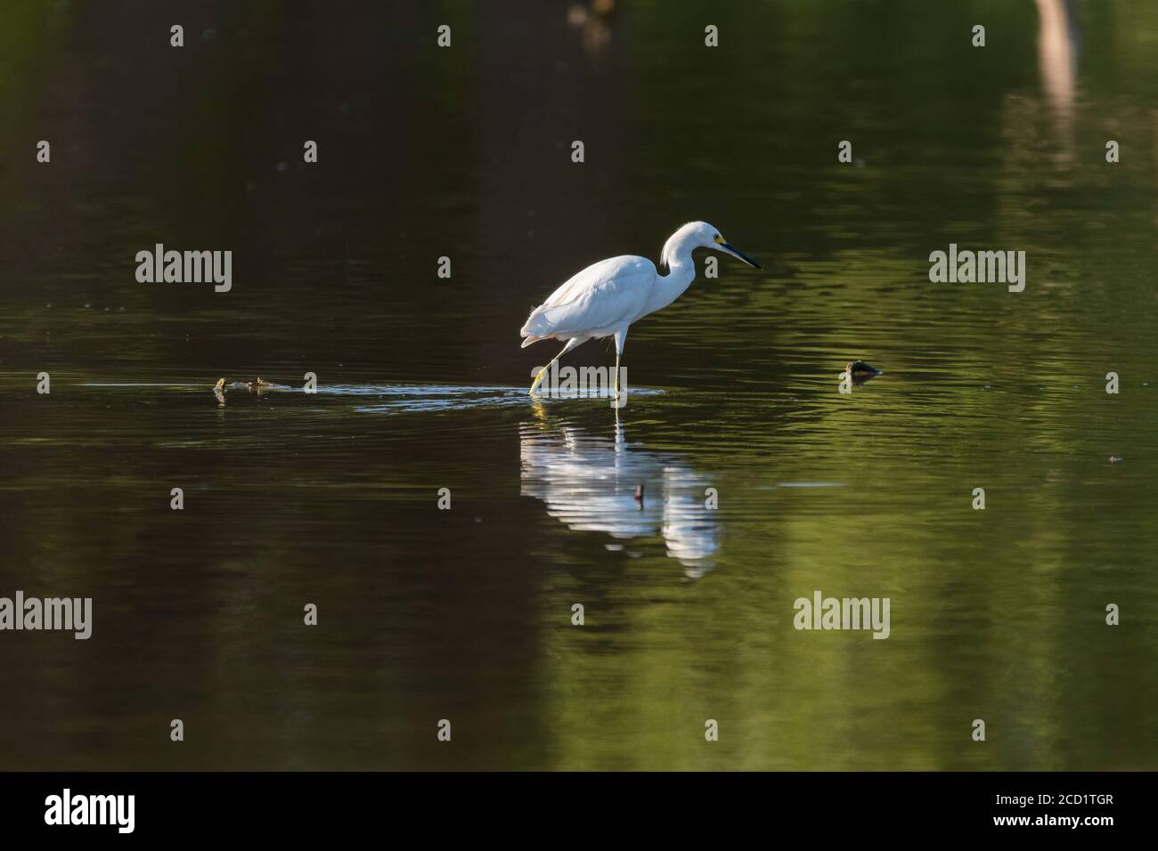 Nowy Egret guadi nelle acque poco profonde vicino a una riva del lago mentre insegue dopo il pesce per catturare e mangiare in una soleggiata, mattina estiva. Foto Stock