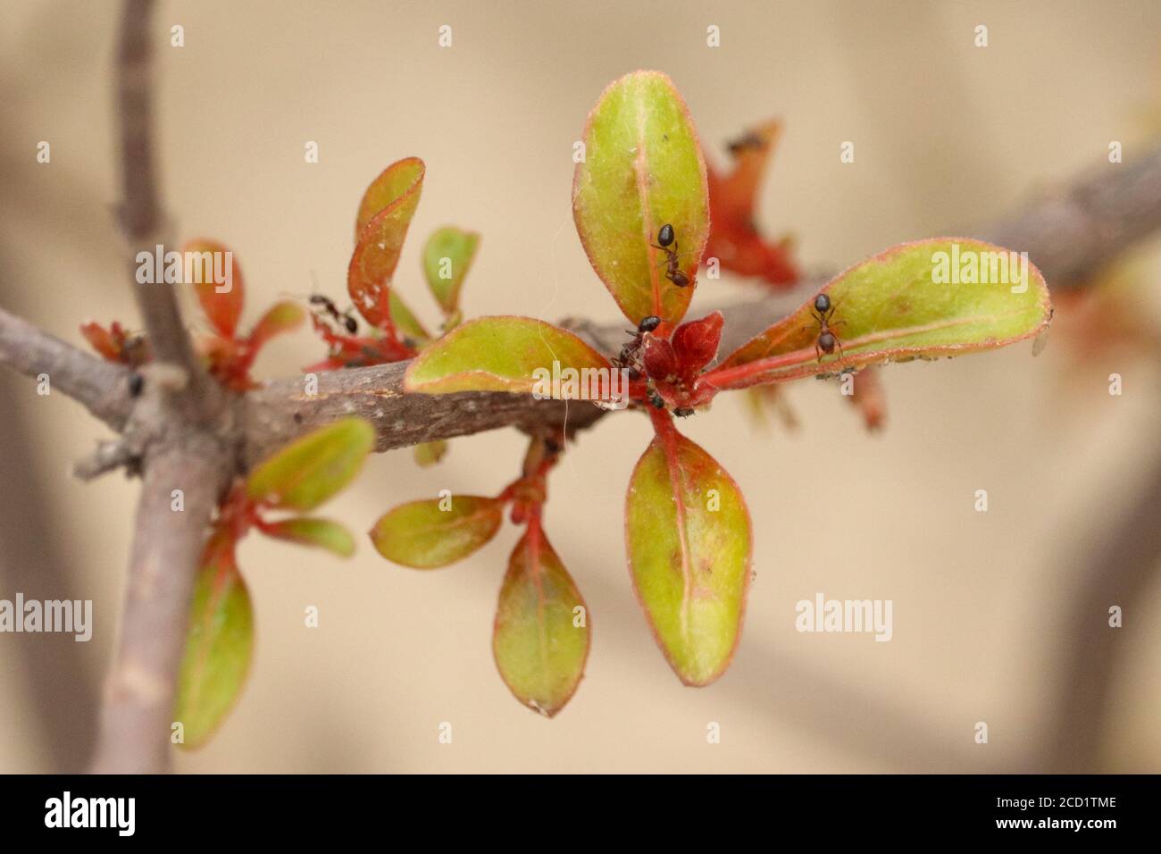 Formiche che fanno colonia su Hamelia patens pianta a terrazza giardino in punjab. I nomi comuni includono il firebush, il cespuglio del hummingbird, il cespuglio di scarlatto e la testa rossa. Foto Stock