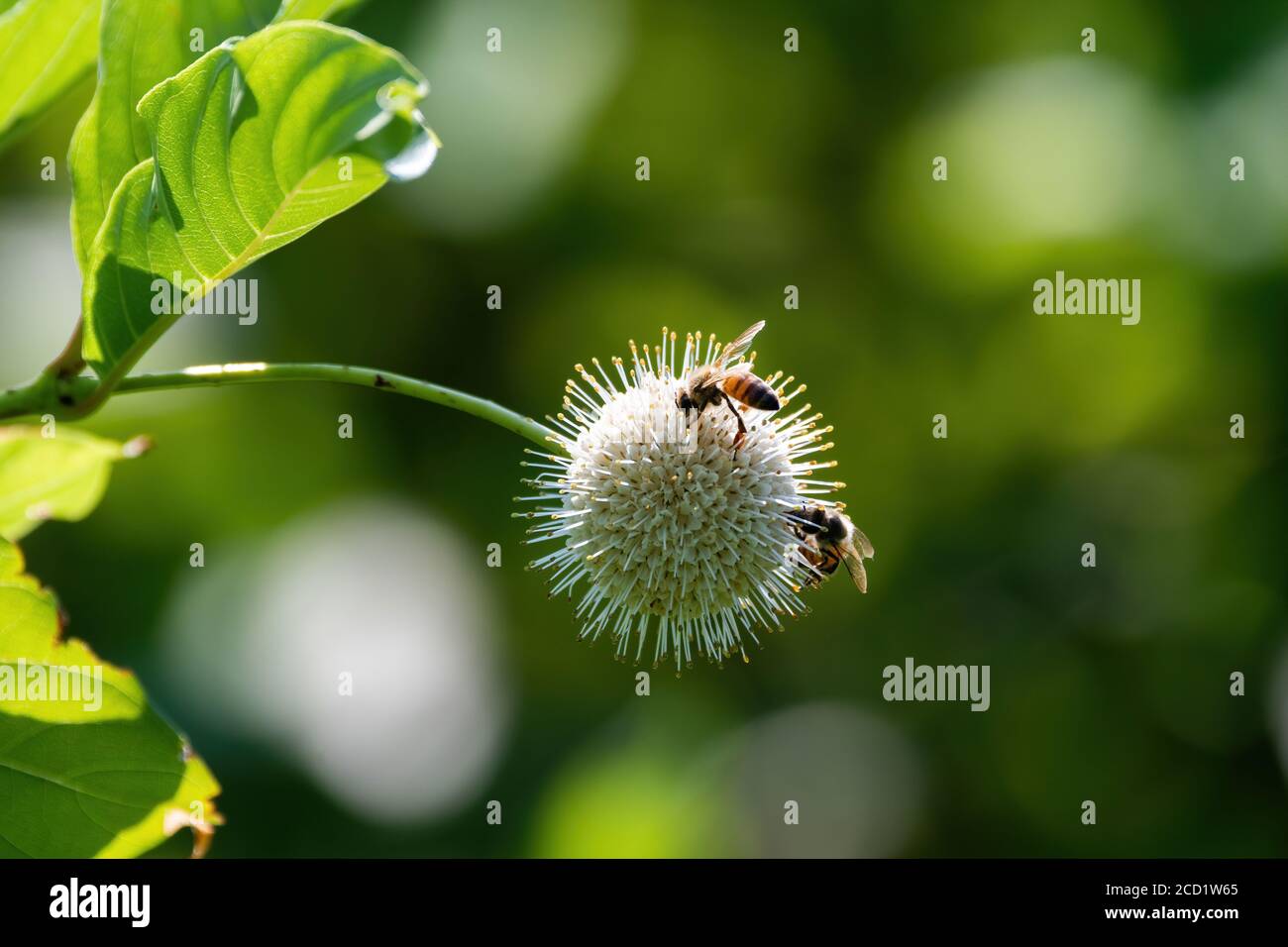 Un paio di api di miele occupato impollinare un fiore Buttonbush comune spiked, mentre raccogliendo nettare e polline per tornare alla loro alveare. Foto Stock