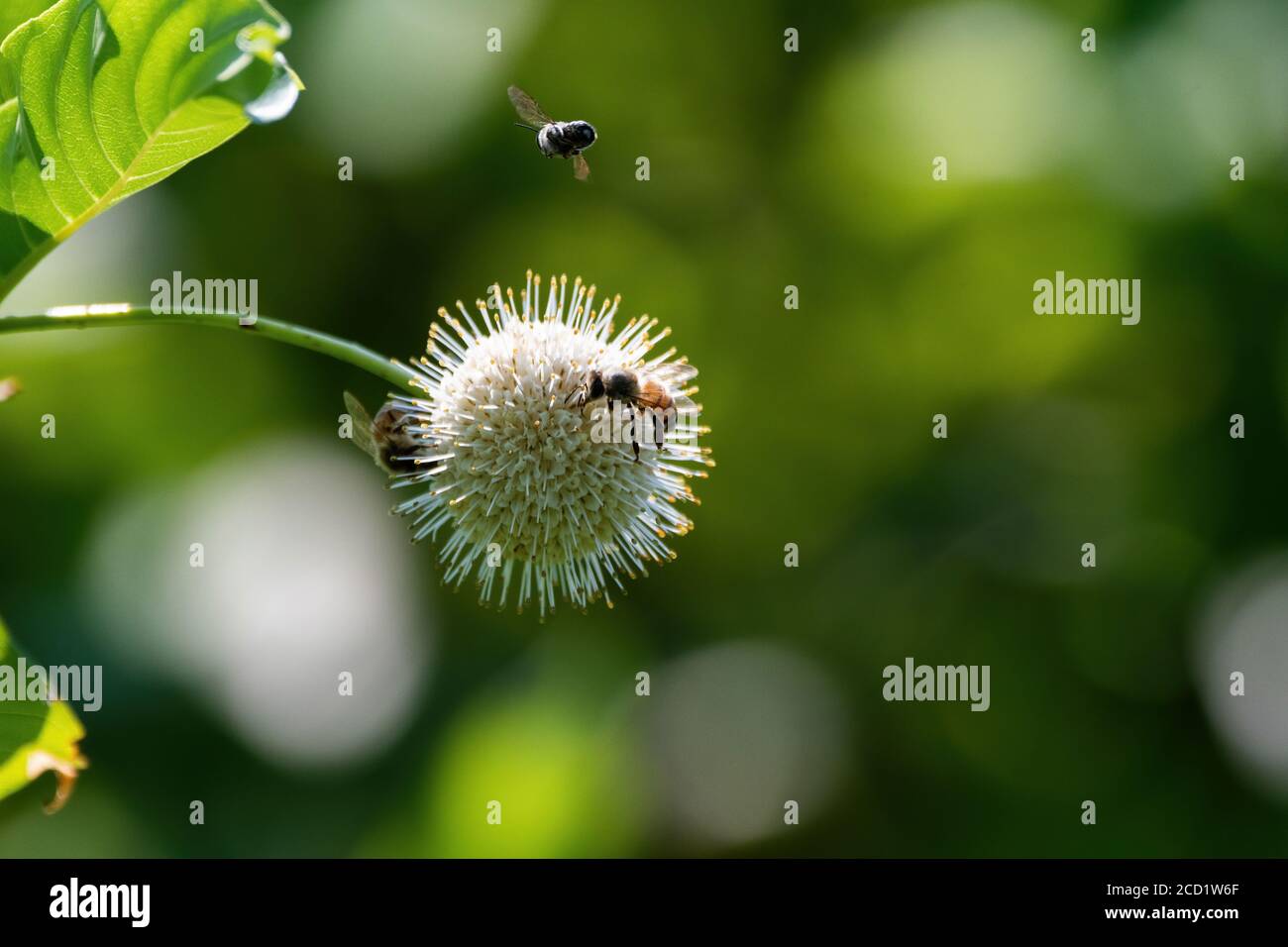 Due api di miele occupato raccogliere nettare e impollinare un fiore di Buttonbush, comune, mentre una terza ape vola in testa. Foto Stock