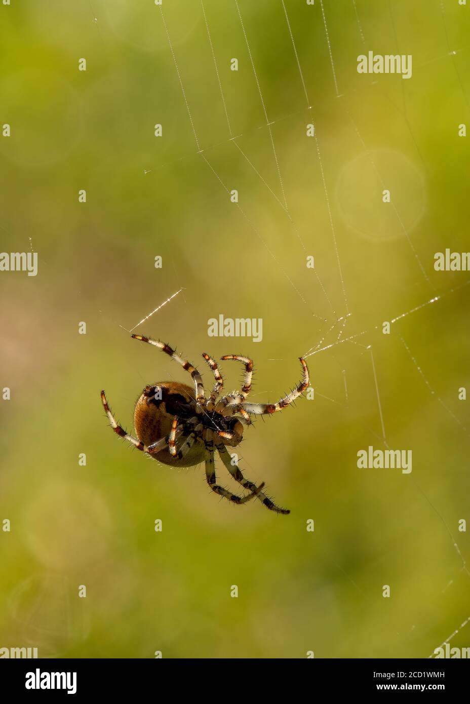 Quattro-spotted Orb Weaver (Araneus quadratus), femmina, Kirconnel Flow Riserva Naturale, Dumfries, Scozia del sud-ovest Foto Stock