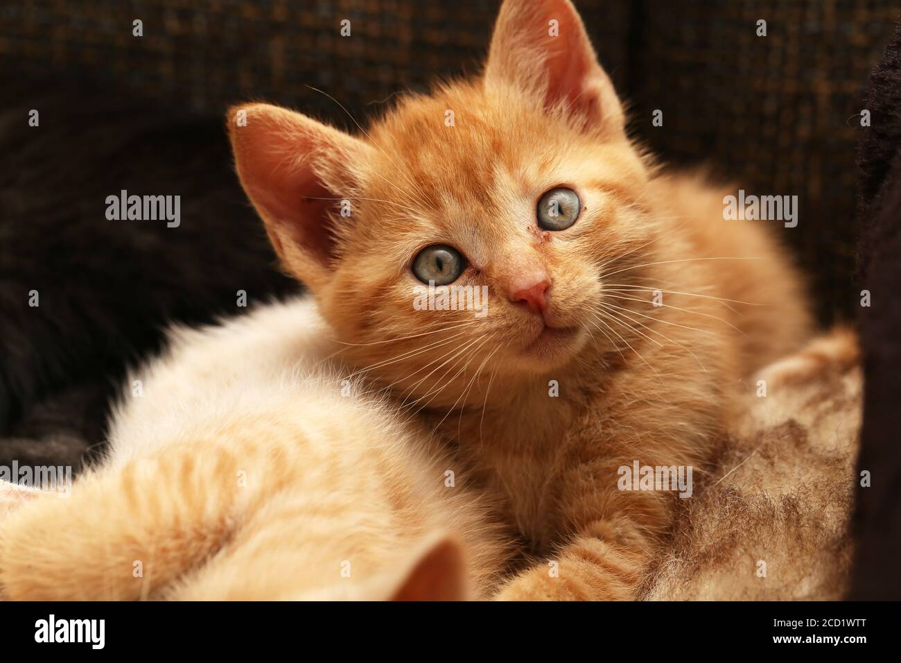 Primo piano di piccoli gattini di zenzero Foto Stock