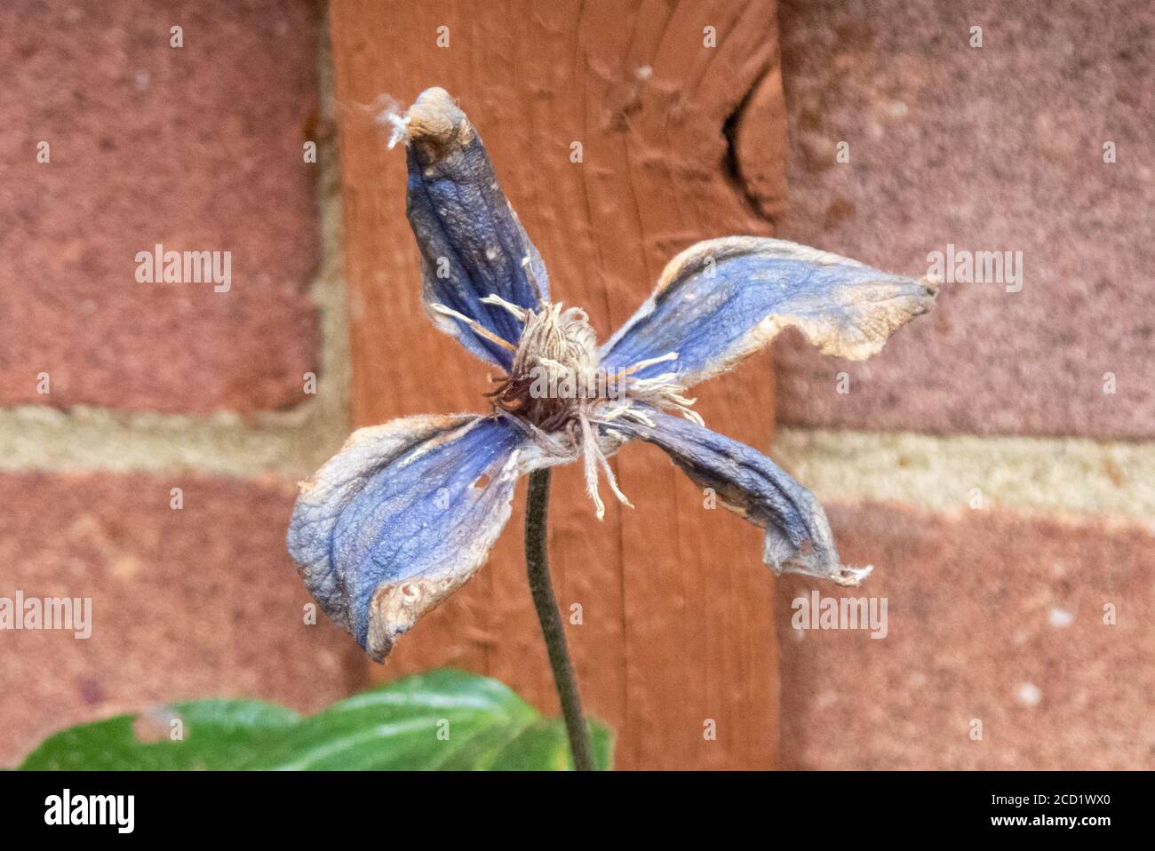 Closeup di un fiore blu clematis avvizzimento contro un rosso muro di mattoni in un giardino Foto Stock