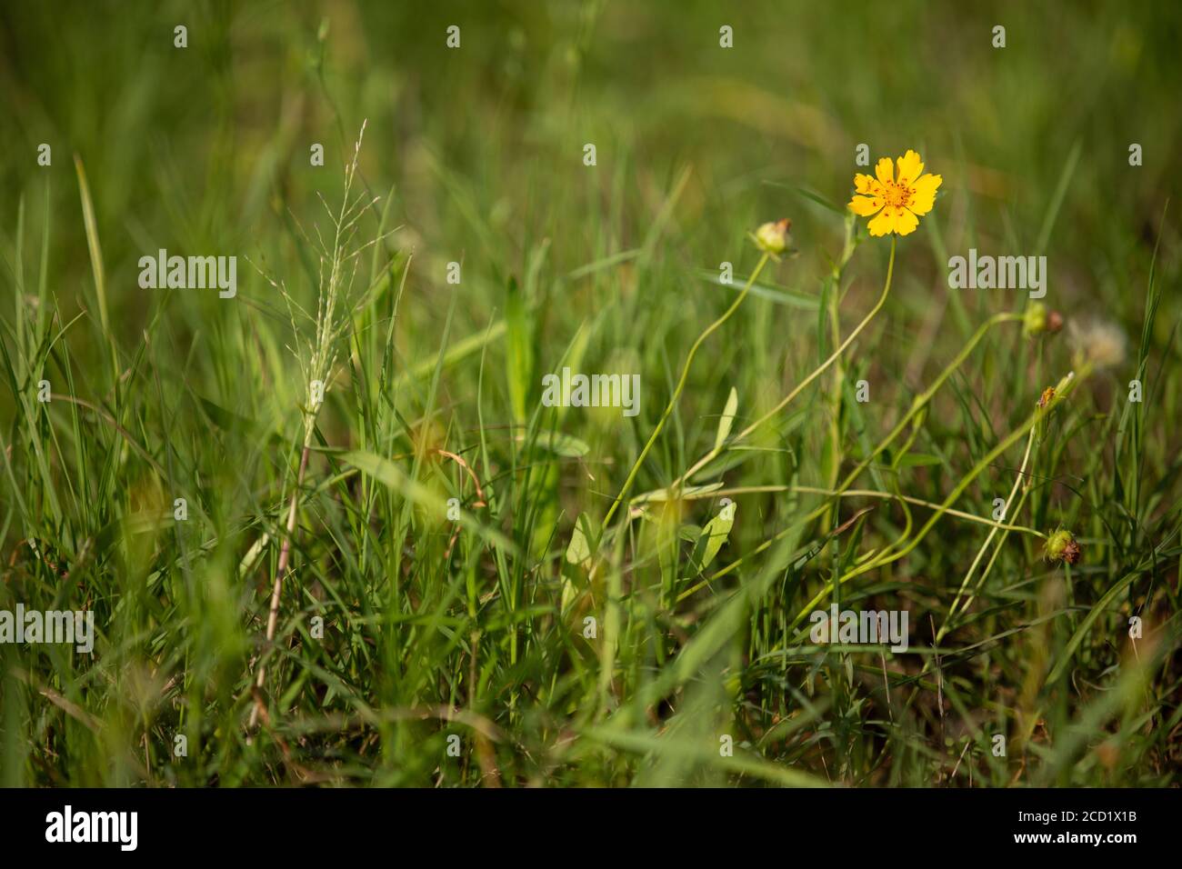 Giallo Texas Wildflower Foto Stock