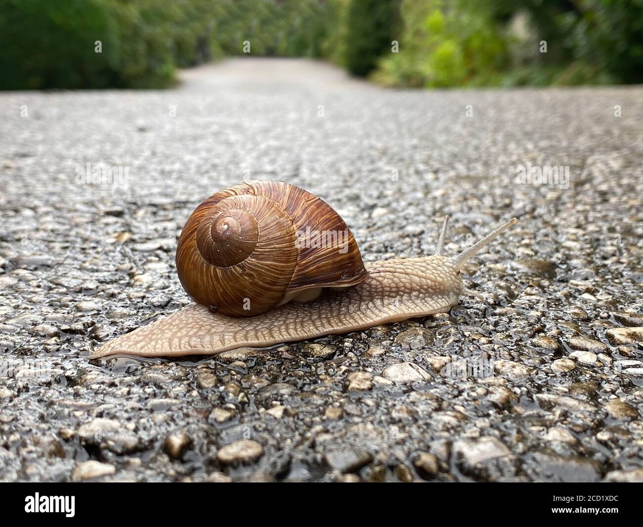 Grande lumaca in movimento su strada asfaltata Foto Stock