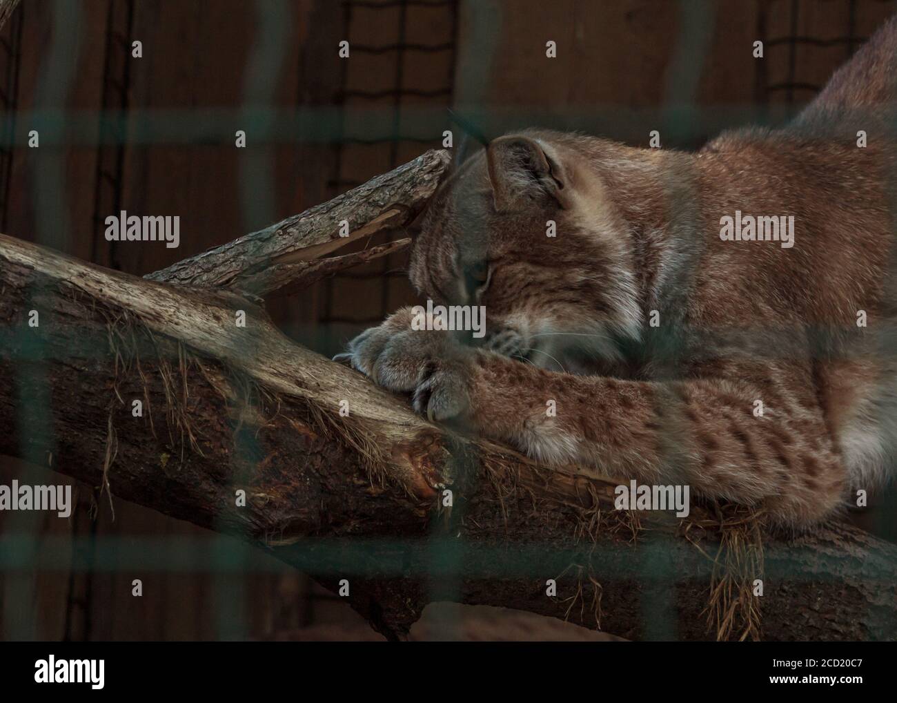 Lynx affilare unghie, felino animale di famiglia alla gabbia dello zoo di riga Foto Stock