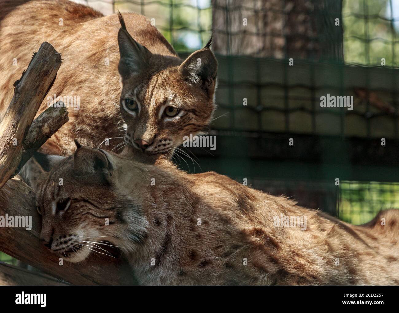 Due grandi gatti Lynx che giocano, animali felini della famiglia alla gabbia dello zoo di riga Foto Stock