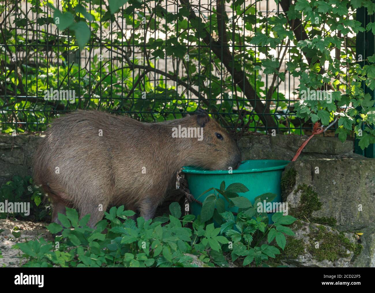Capybara è un roditore gigante cavy nativo del Sud America. È il roditore vivente più grande del mondo. Foto Stock