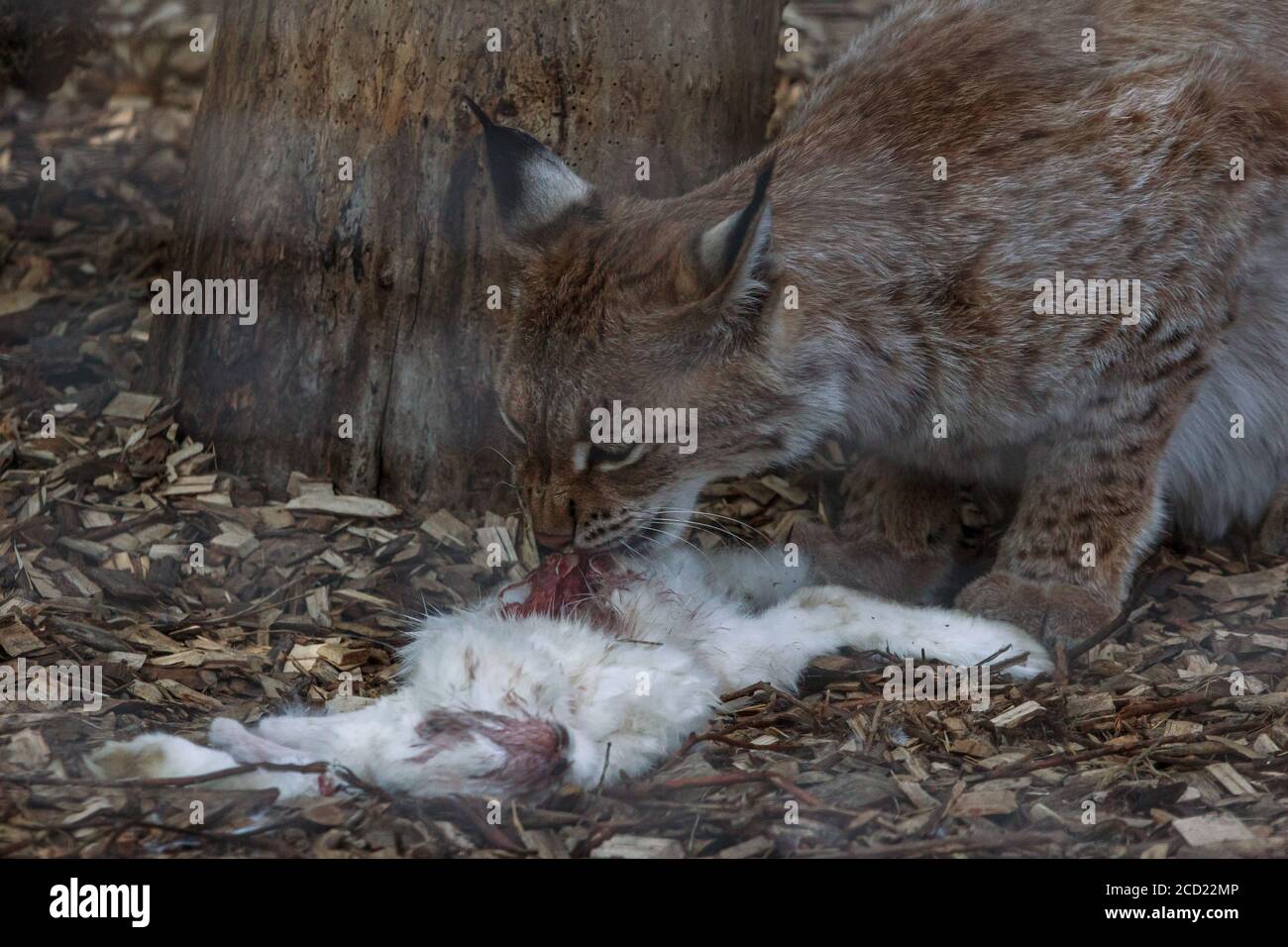 Lynx grande gatto tempo pasto, coniglio bianco mangiare, felino animale di famiglia alla gabbia dello zoo di riga Foto Stock