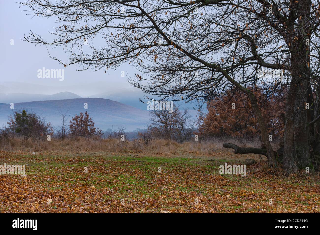 Grande quercia autunnale con foglie gialle su un prato. La quercia autunnale con foglie cadute si erge da sola sul campo. Paesaggio autunnale russo con un grande albero di quercia Foto Stock