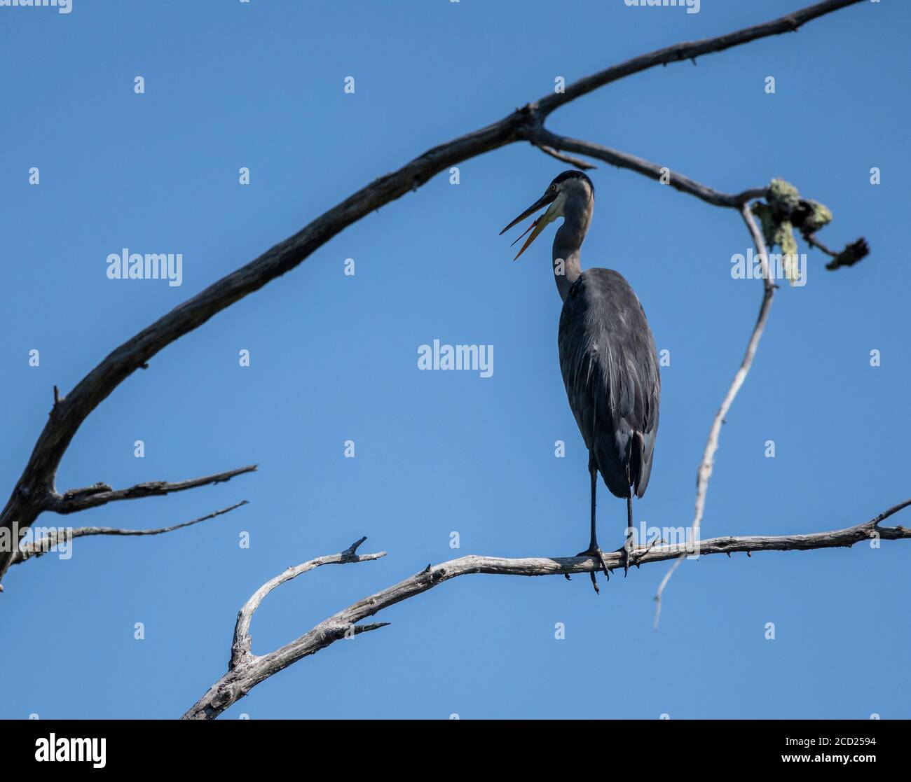 Grande Blue Heron raffreddamento via da un processo chiamato gular Tremolante Foto Stock