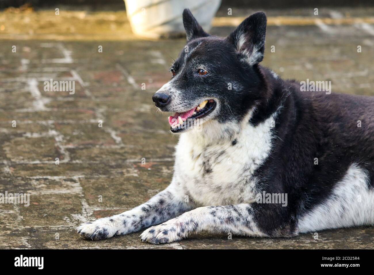 Amo il mio cane, i cani sono di famiglia. Ogni cane ha bisogno di una casa migliore. Adotta un cane, salva una vita. Foto Stock
