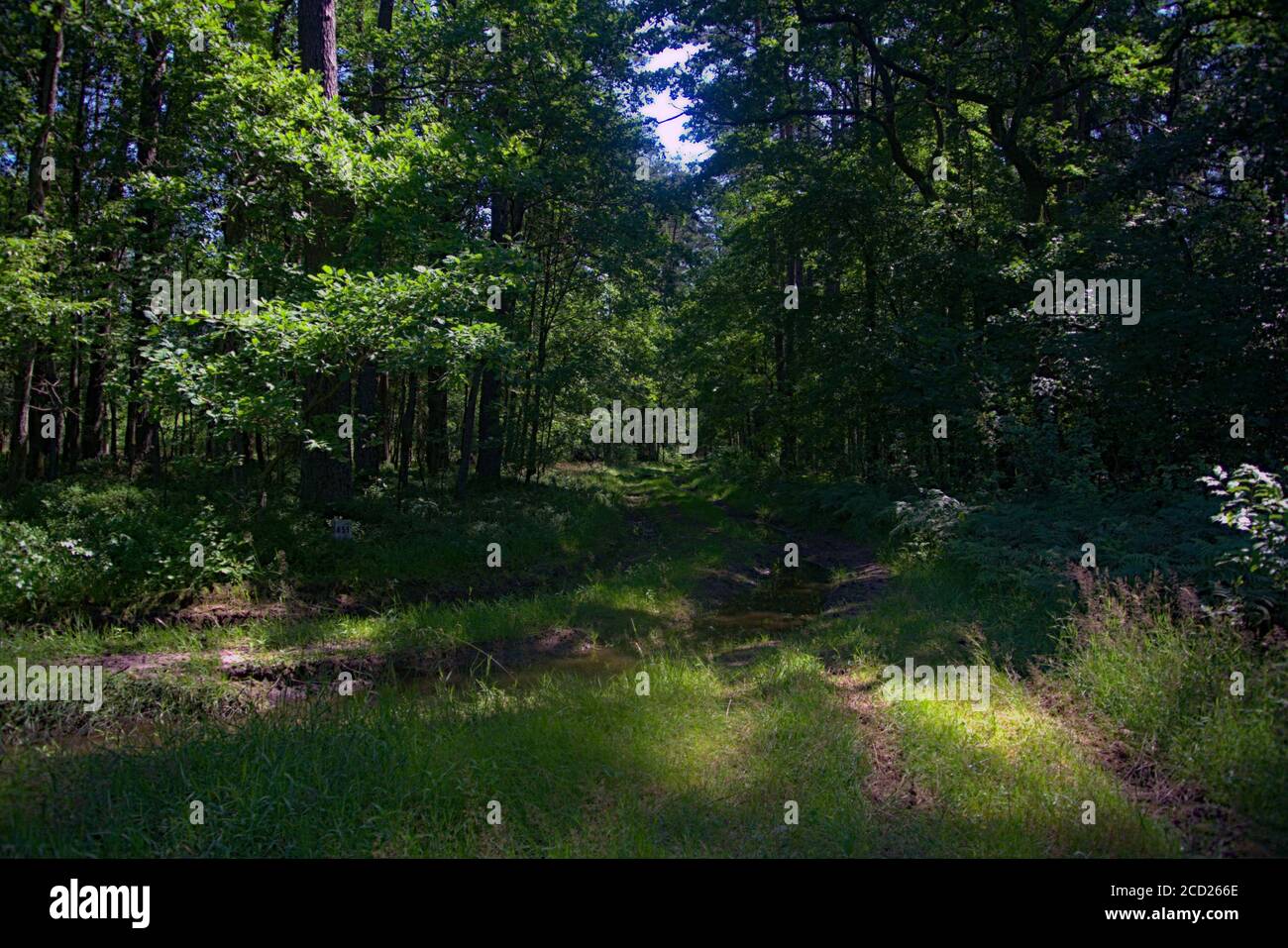 Una debole strada sterrata che attraversa una foresta Foto Stock