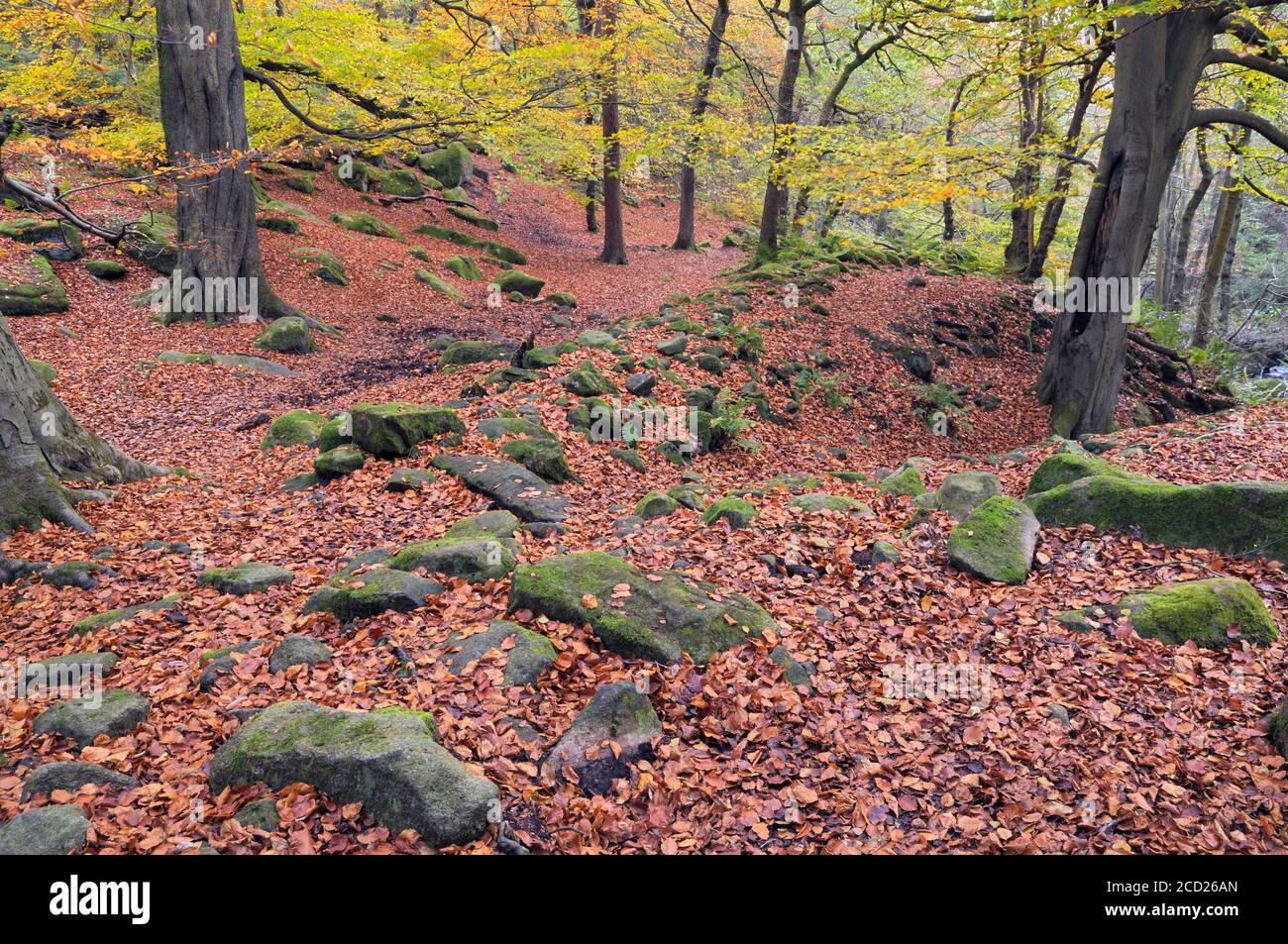 Rocce mussose con tappeto di lettiera foglia marrone nel bosco d'autunno, Padley Gorge, Peak District National Park, Derbyshire, Inghilterra, Regno Unito Foto Stock