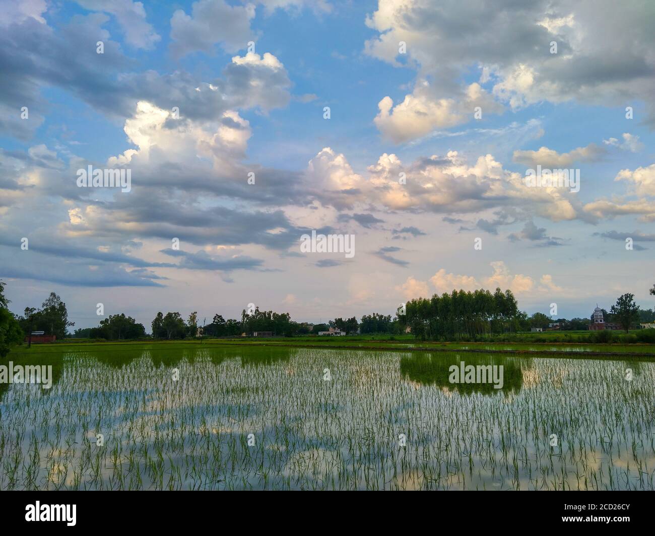 Nuvole nel cielo su un campo di risaie a Punjab, India. Paddy è uno dei principali raccolti di Punjab, India. Dopo la semina di vivaio di risaie, Paddy tran Foto Stock