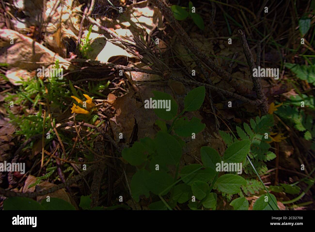 Un fungo giallo velenoso che cresce su un pavimento di foresta Foto Stock