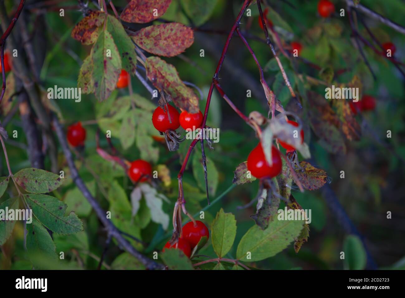 Fianchi di rosa di cane rosso brillante su un primo piano ramo. Rosehips selvatiche in natura. Foto Stock