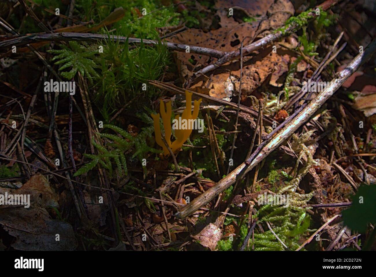 Un fungo giallo velenoso che cresce su un pavimento di foresta Foto Stock