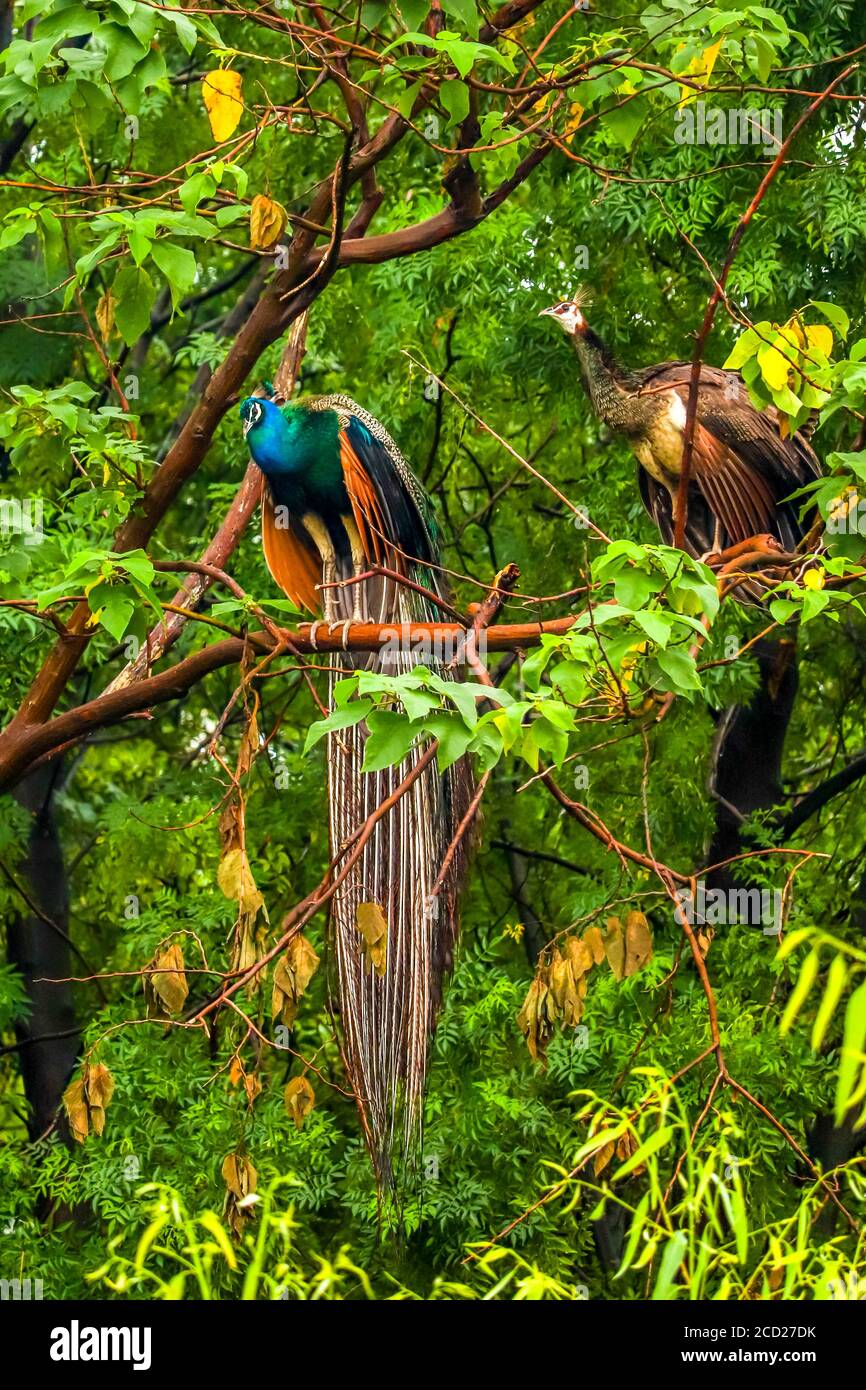 Un pavone e un peahen su un ramo di albero, dietro la mia casa a Jalandhar, Punjab, India. Si pulisce e si asciuga dopo la notte piovosa. Peafowls!!! Foto Stock