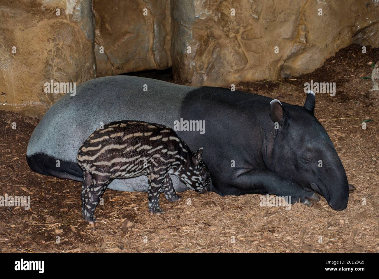 Apple Valley, Minnesota. Zoo del Minnesota. Baby femmina malese Tapir, Tapirus inducus con la madre è una specie in pericolo. Foto Stock