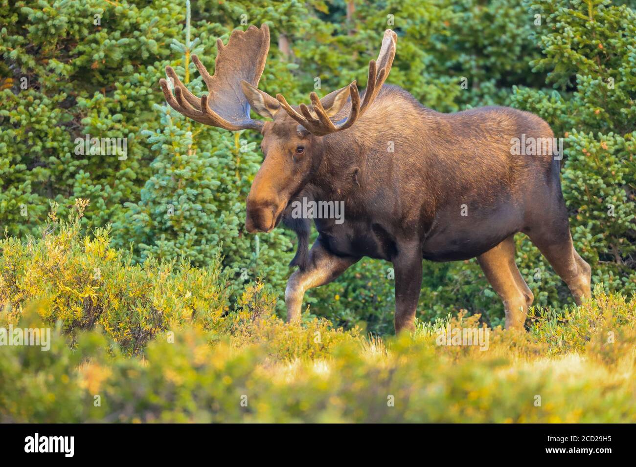 Alce Shiras alce toro che camminano attraverso la vegetazione verde della foresta Foto Stock