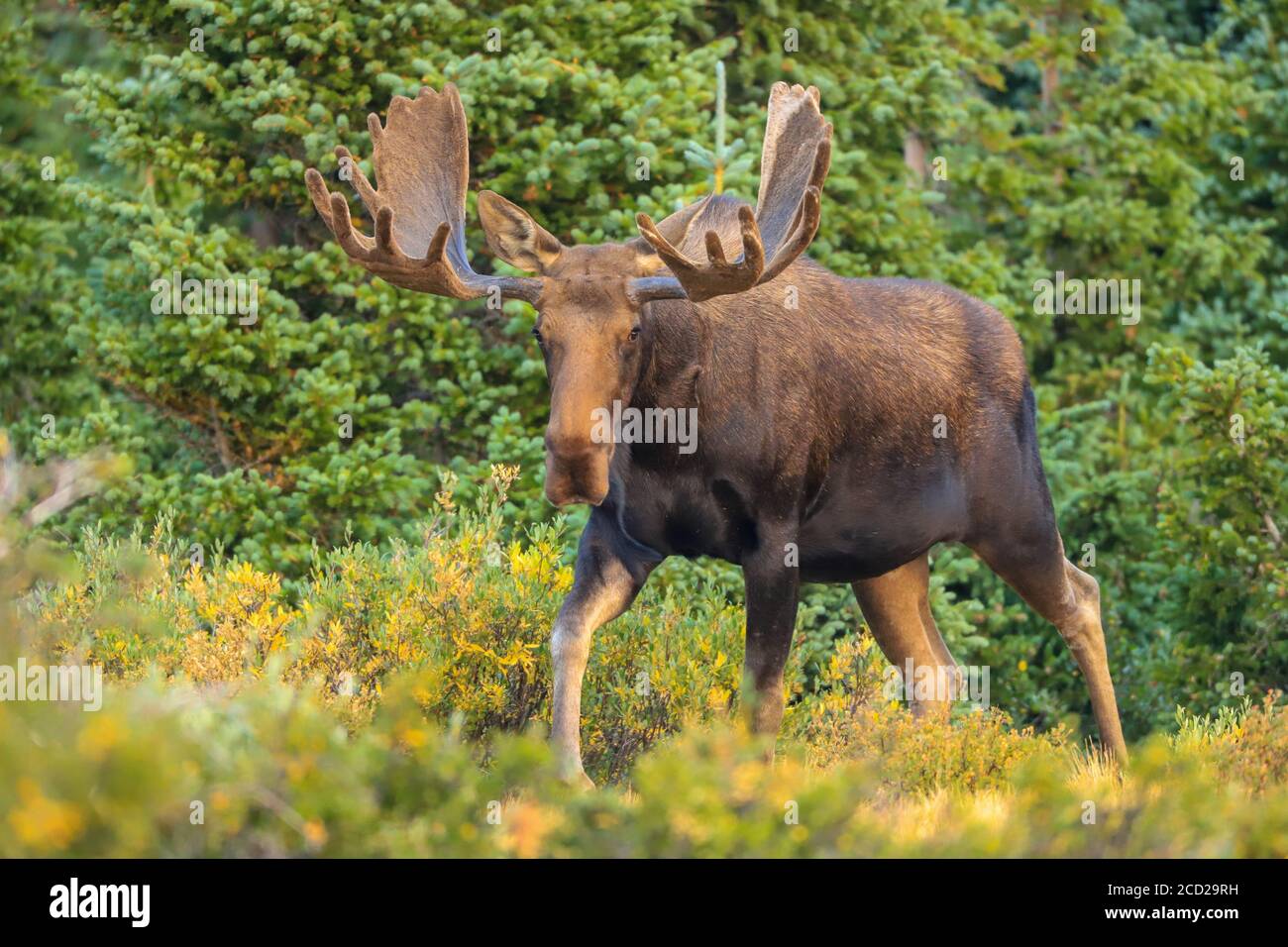 Alce Shiras alce toro che camminano attraverso la vegetazione verde della foresta Foto Stock