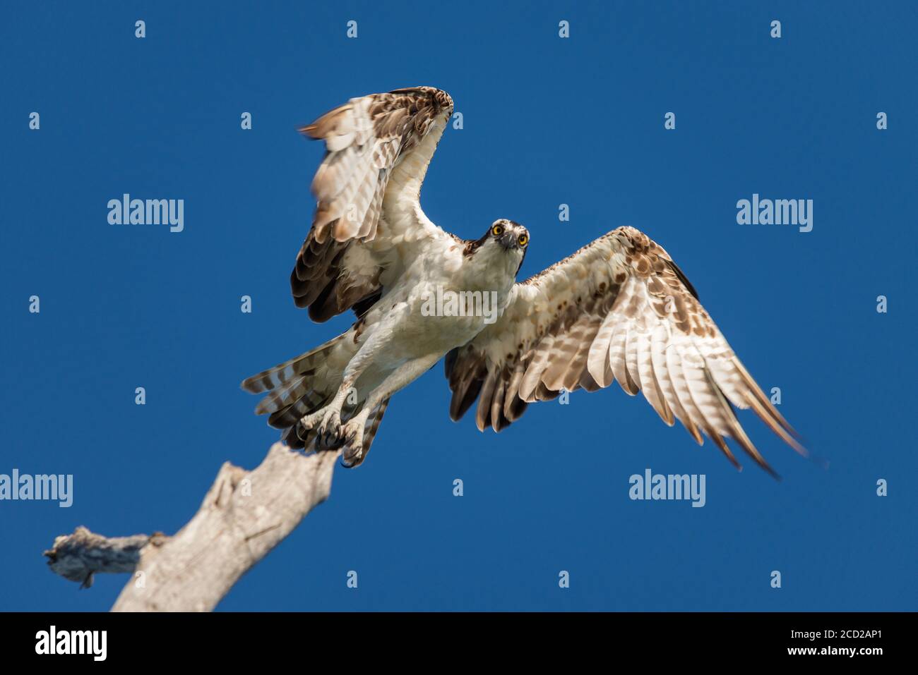 Un falco pescatore adulto (Pandion haliaetus) prende il volo dal suo persico su un albero morto sulla costa del Golfo della Florida. Foto Stock
