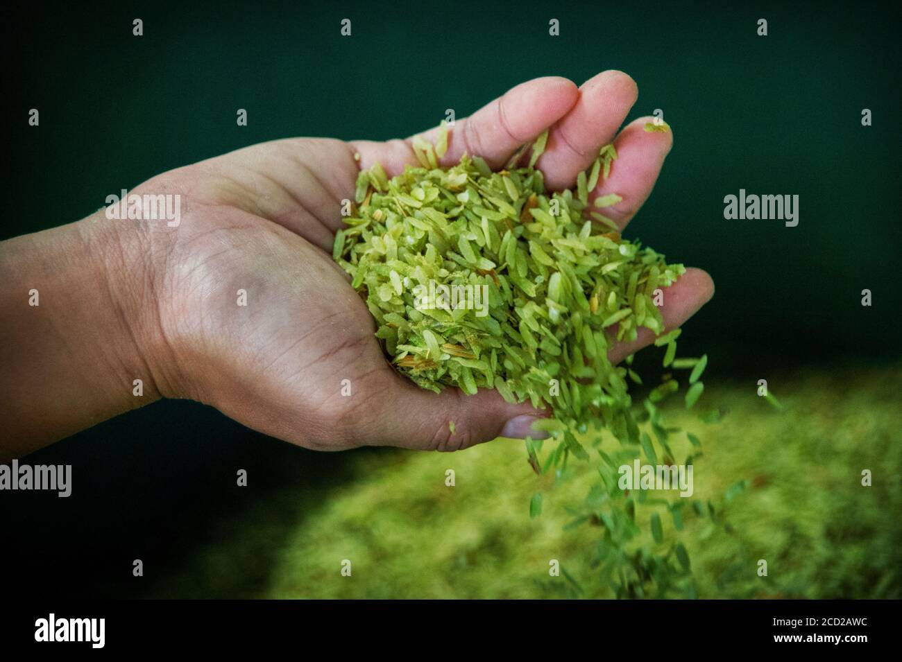Fare riso verde, Nakhon Nayok, Thailandia Foto Stock