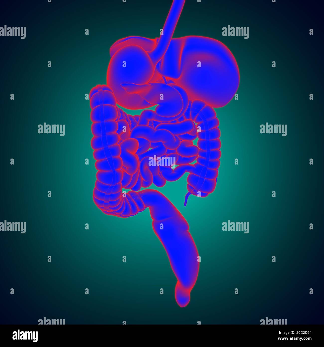 Anatomia del sistema digestivo umano per l'illustrazione 3D del concetto medico Foto Stock