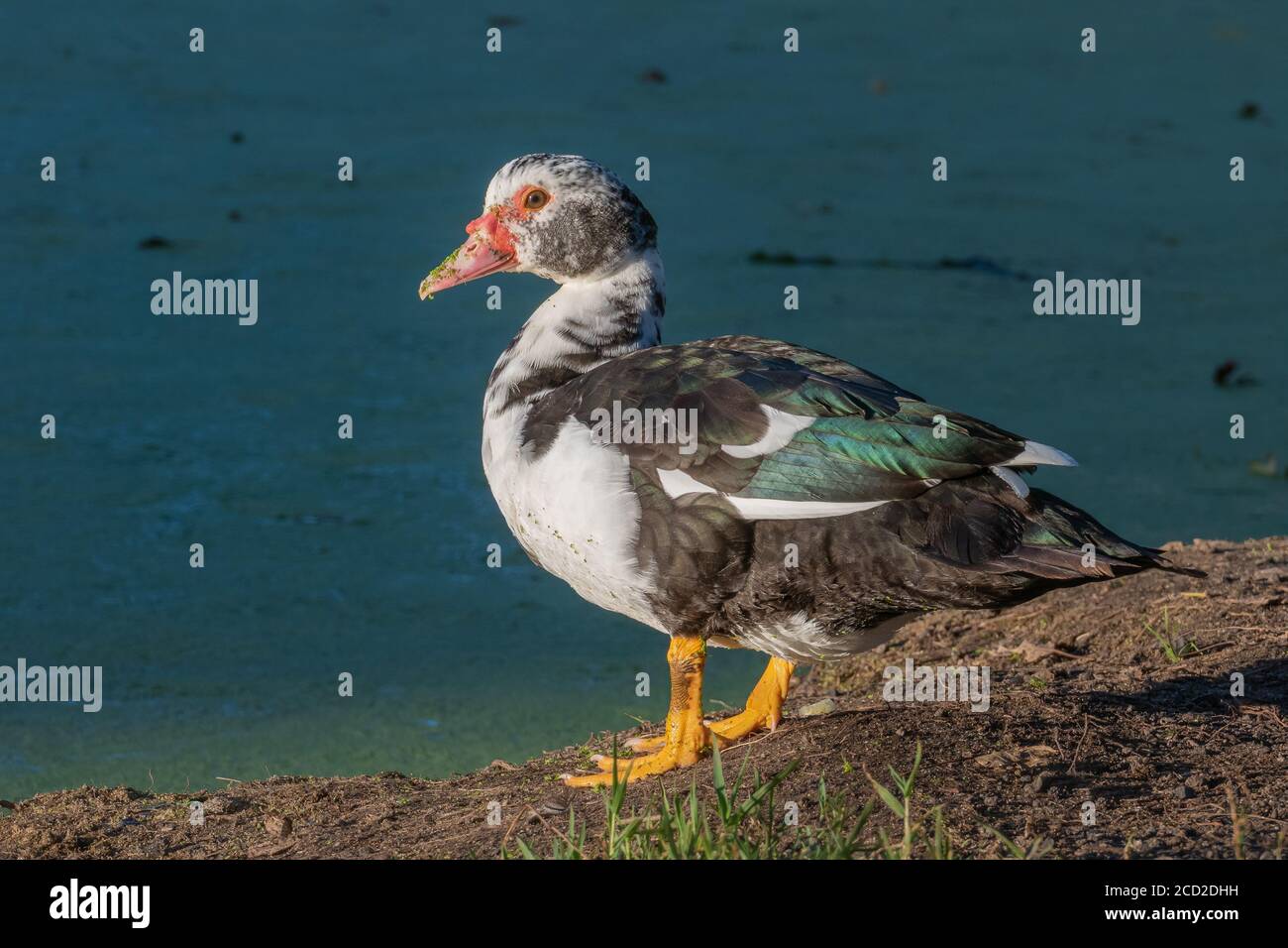 anatra moscovy o cairina moschata sulla riva del lago in estate Foto Stock