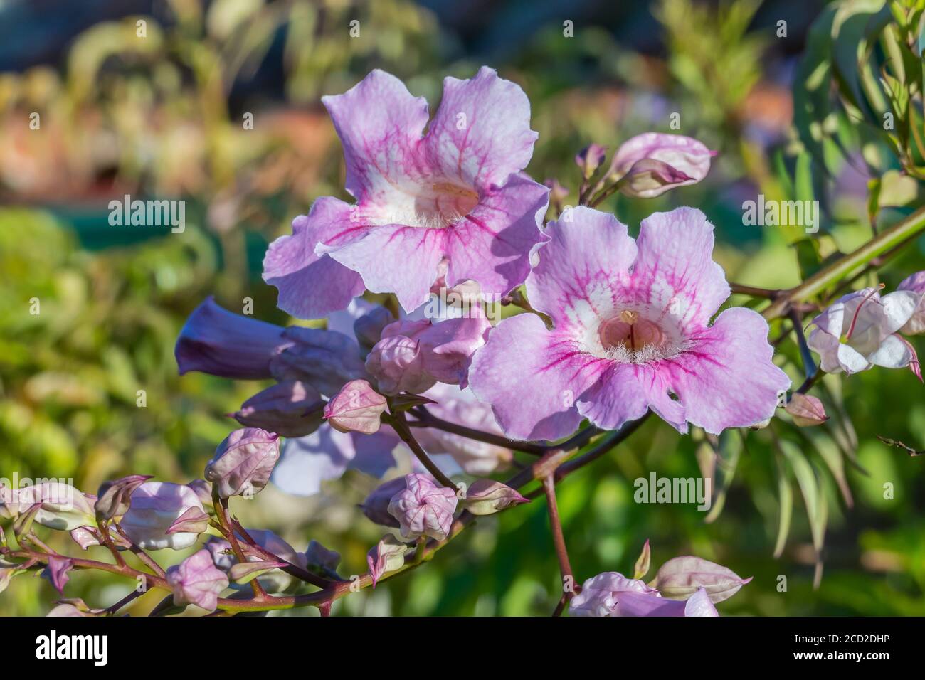 fiori rosa tromba vista ravvicinata in estate all'aperto Foto Stock