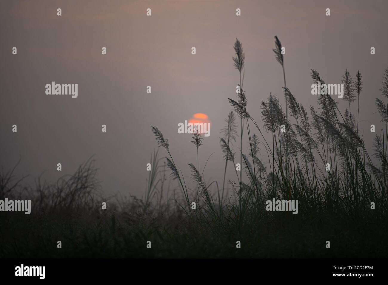 L'erba fiori nella foresta quando c'è molta nebbia fa sembrare il sole sfocato. L'atmosfera sembra sola e spaventosa. Foto Stock