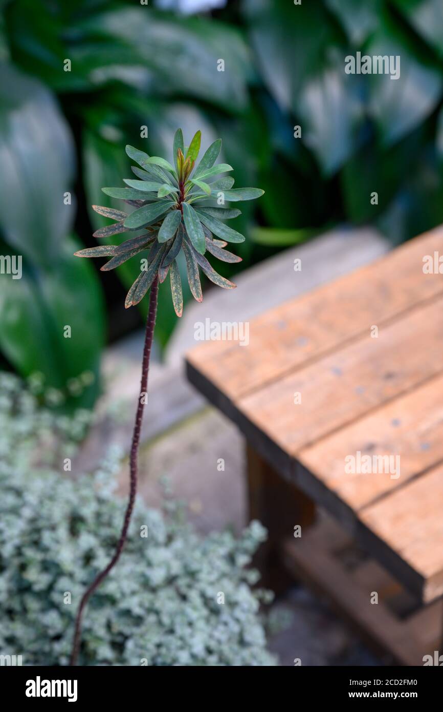 Albero tropicale asiatico nel giardino decorato in uno stile moderno con sedie di legno arancione. Foto Stock