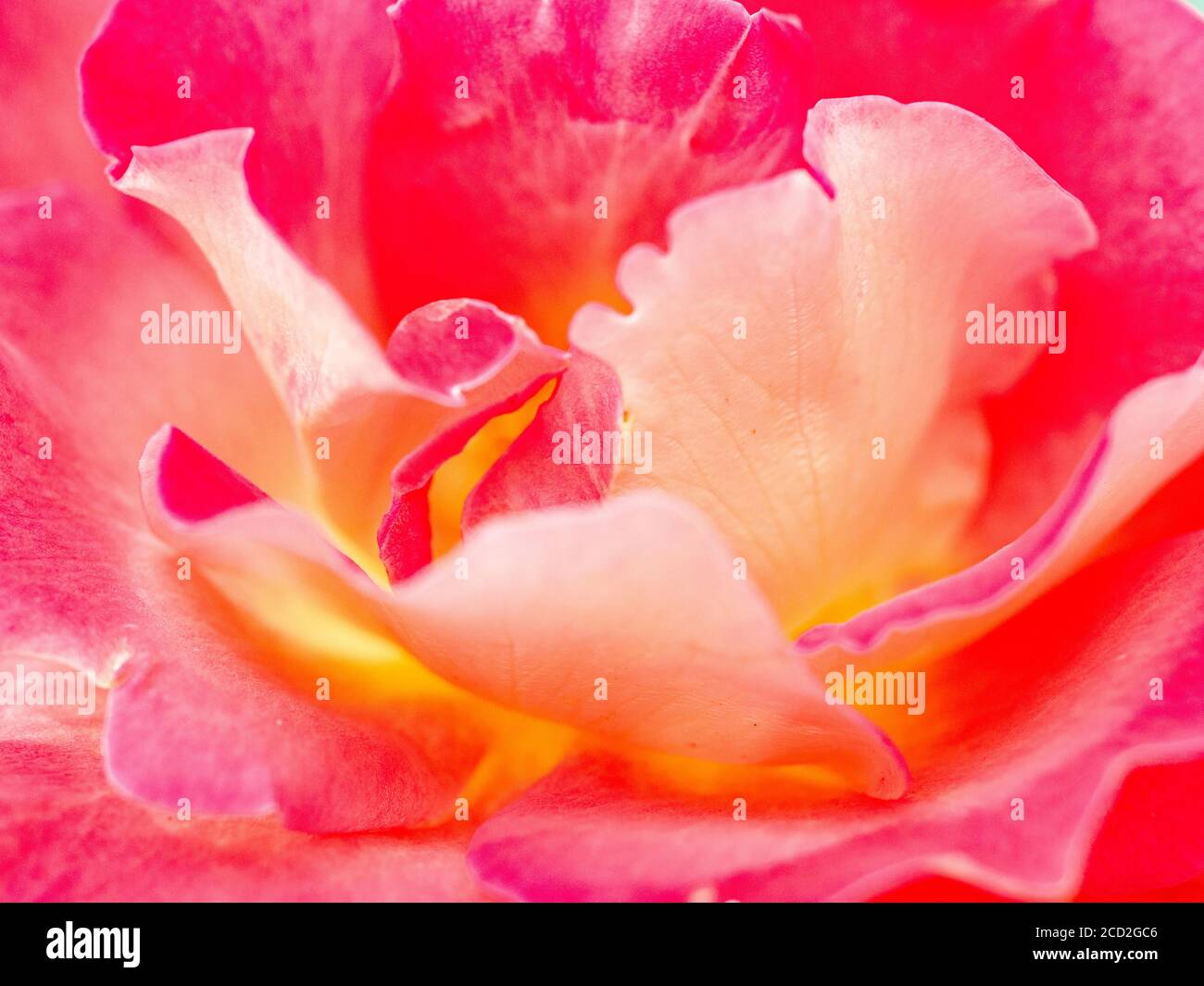 Germoglio di una rosa rossa. Riprese macro, primo piano. Petalo di fiori Foto Stock